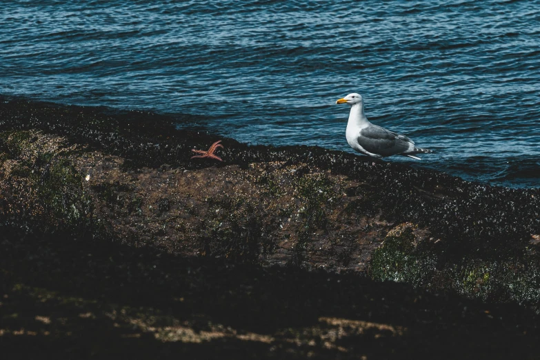 a seagull sitting in front of a body of water