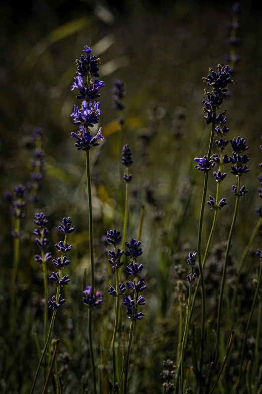 lavenders in bloom in a field with no flowers