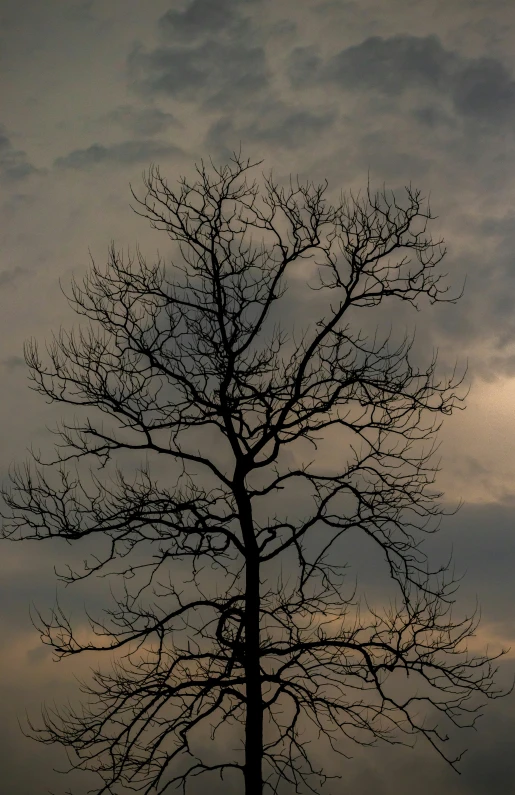 the silhouette of a tree without leaves with grey sky in background