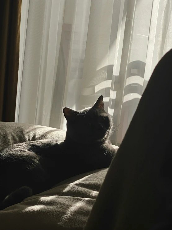 a grey cat laying on a bed with a white curtain