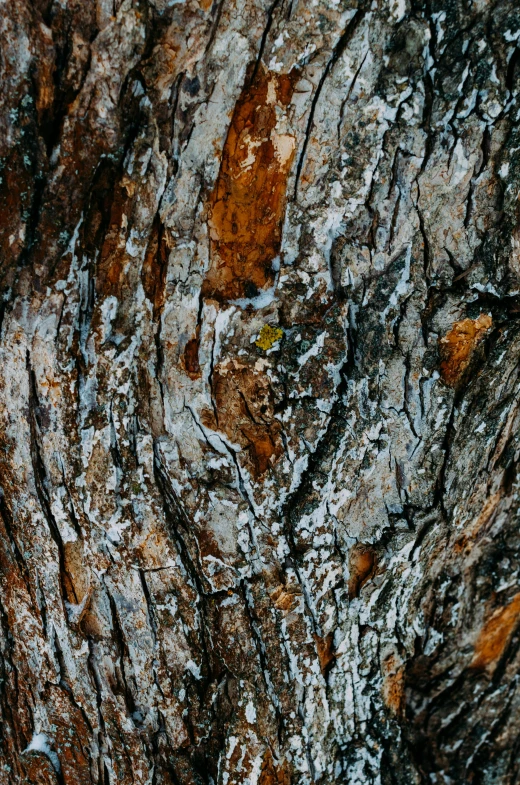 the bark of an old tree is dark and light
