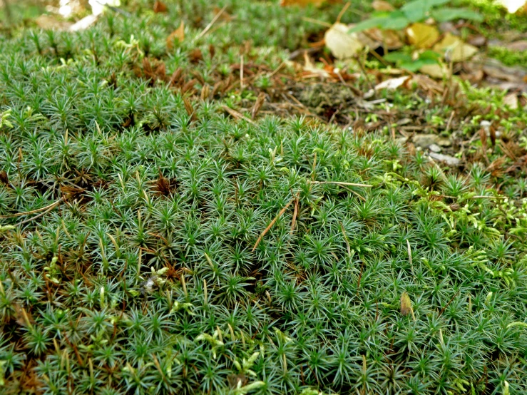 a close up s of the green moss