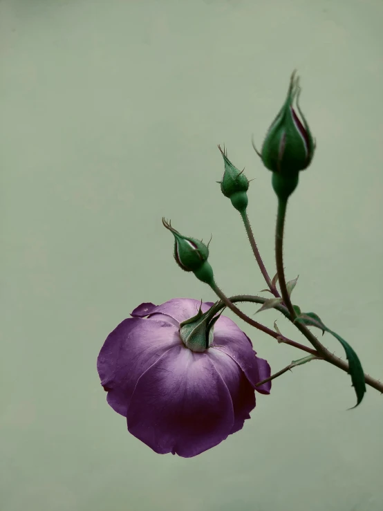 two flowers with their buds up against a gray background