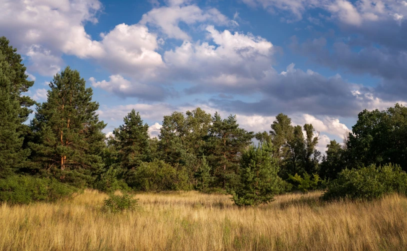 an open field is shown with lots of trees