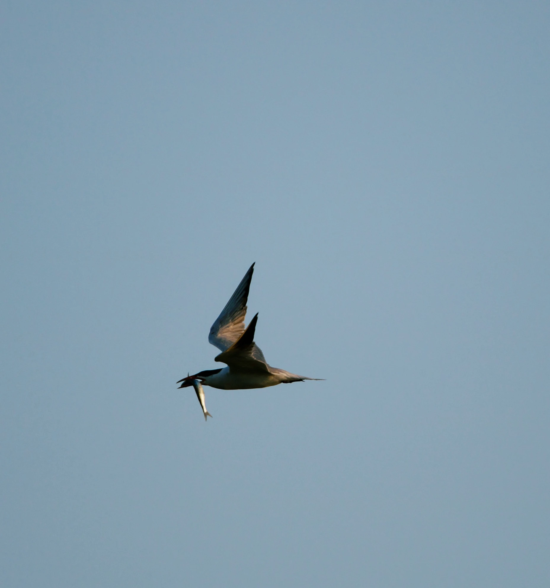 a bird in the air eating some food