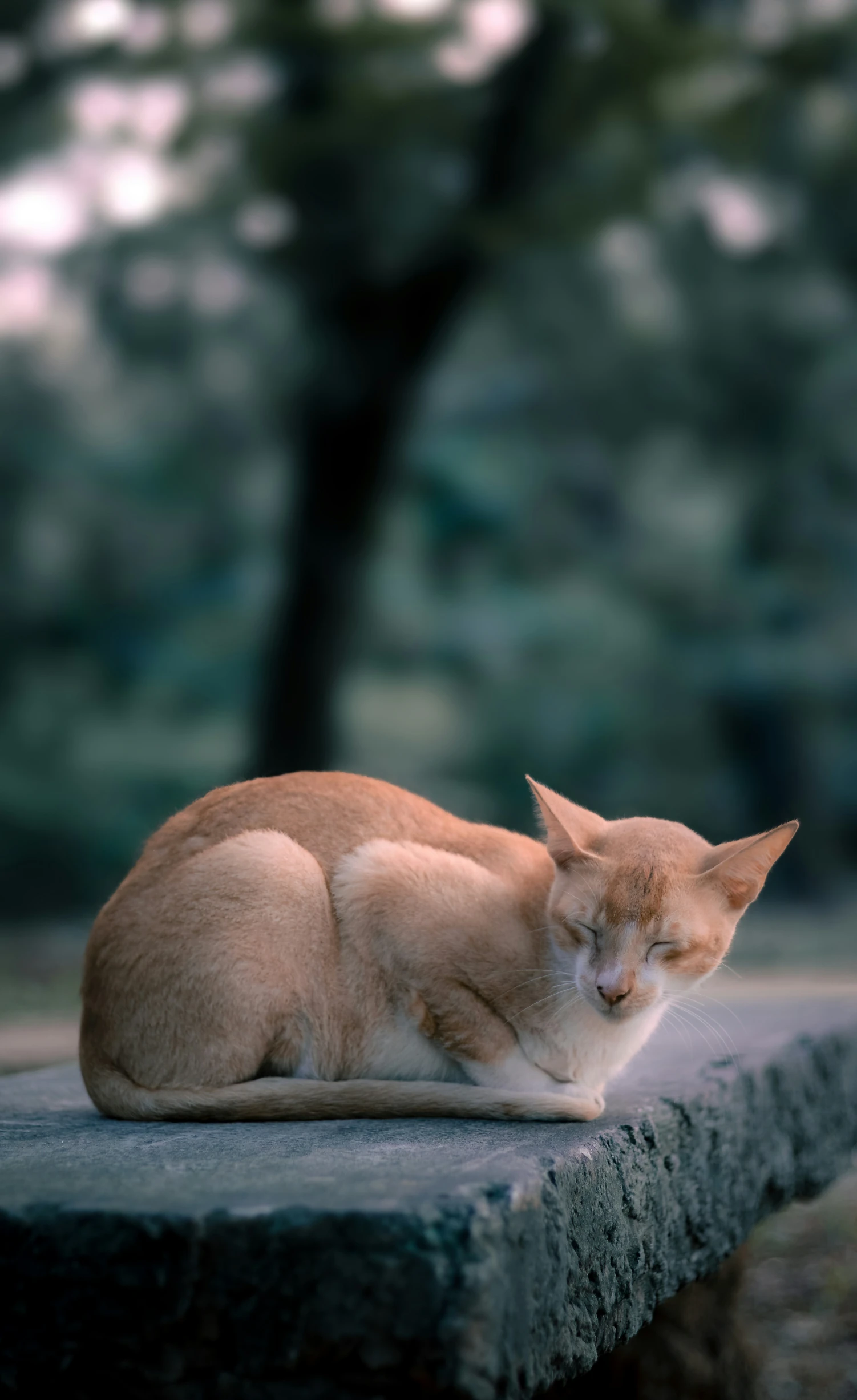an orange and white cat is sitting on a ledge
