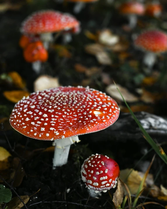 some red mushrooms are growing on the ground