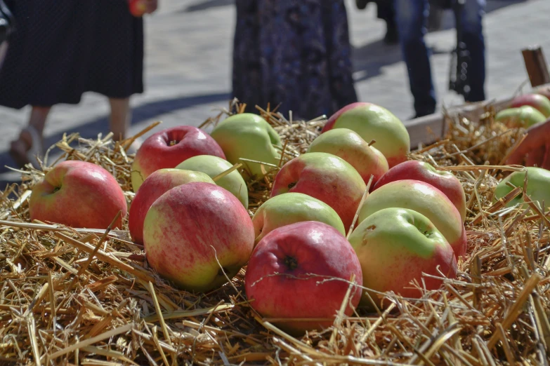 a pile of straw with lots of red and green apples