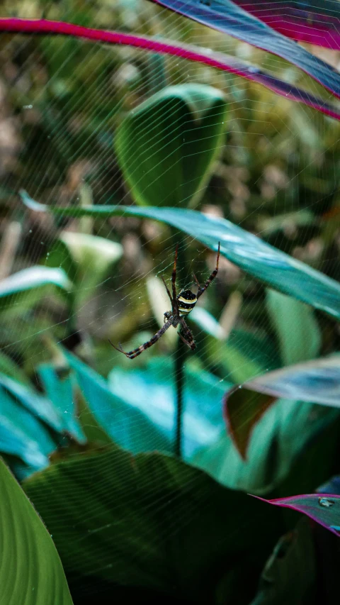 a spider in its web at the bottom of a plant