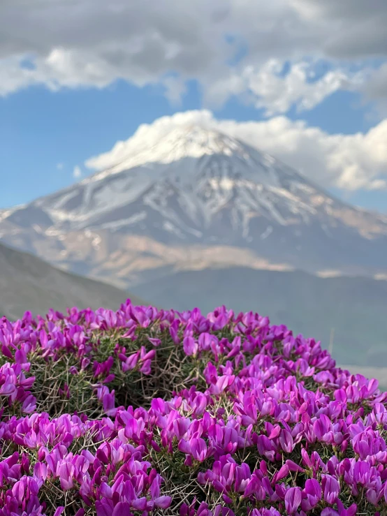 pink flowers near a mountain range under cloudy skies