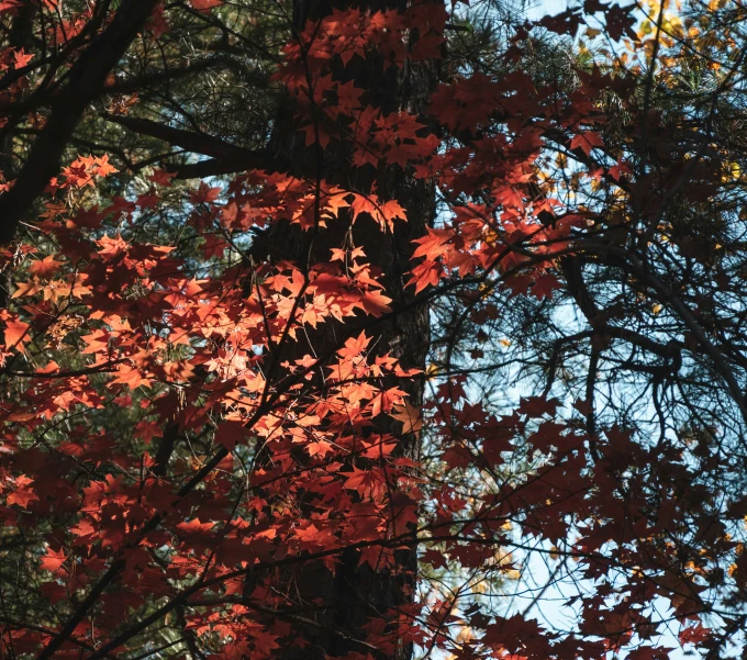 a tree with red leaves is shown with a clock on it