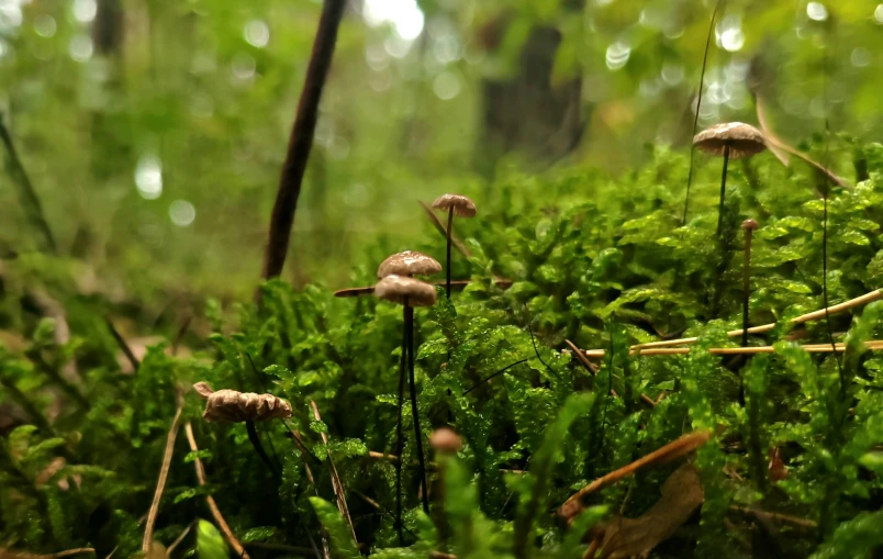 some tiny mushrooms sit in the green moss