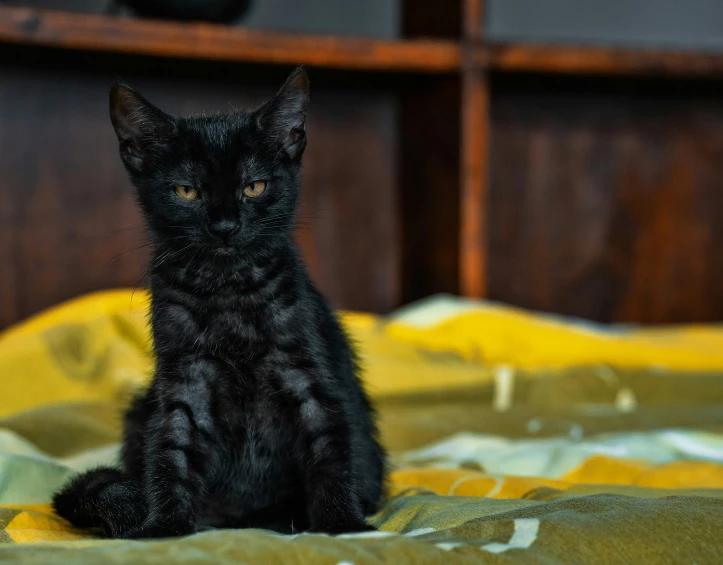 black kitten looking into the camera sitting on the blanket