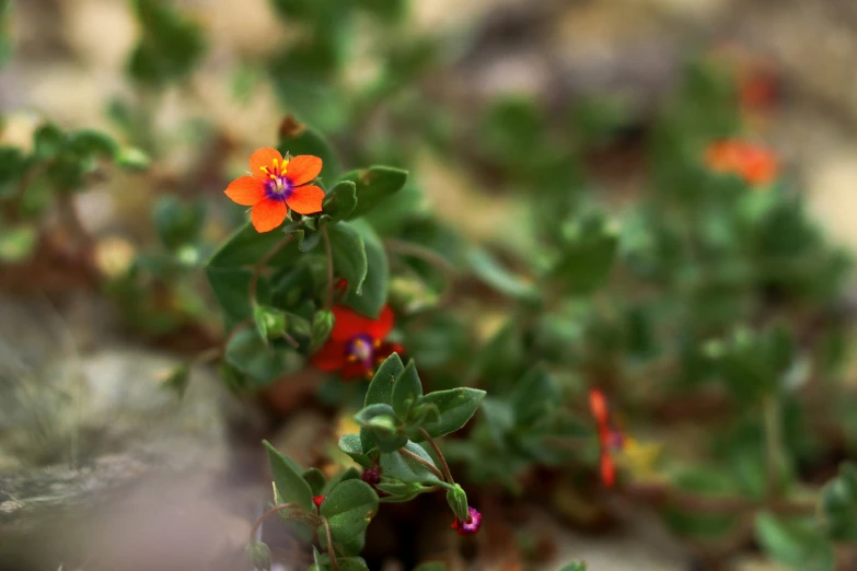 the bright orange flowers look to be blooming