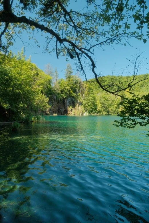 water is surrounded by trees and a bridge