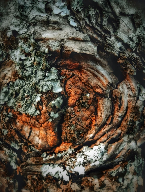 a close up of an image of some trees and snow