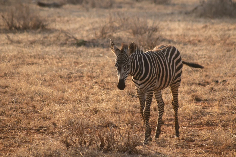 a ze walking across a dry grass field