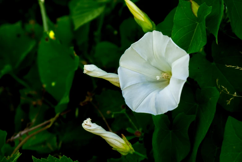 a beautiful white flower is in front of some leaves
