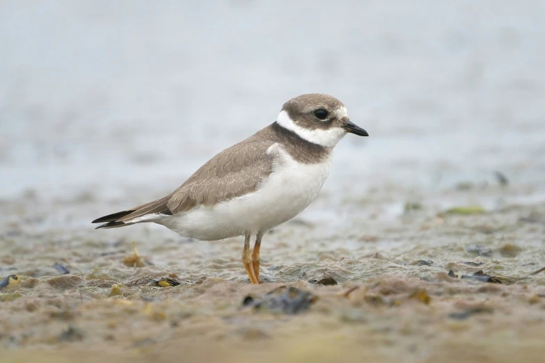 a gray and white bird standing in the sand