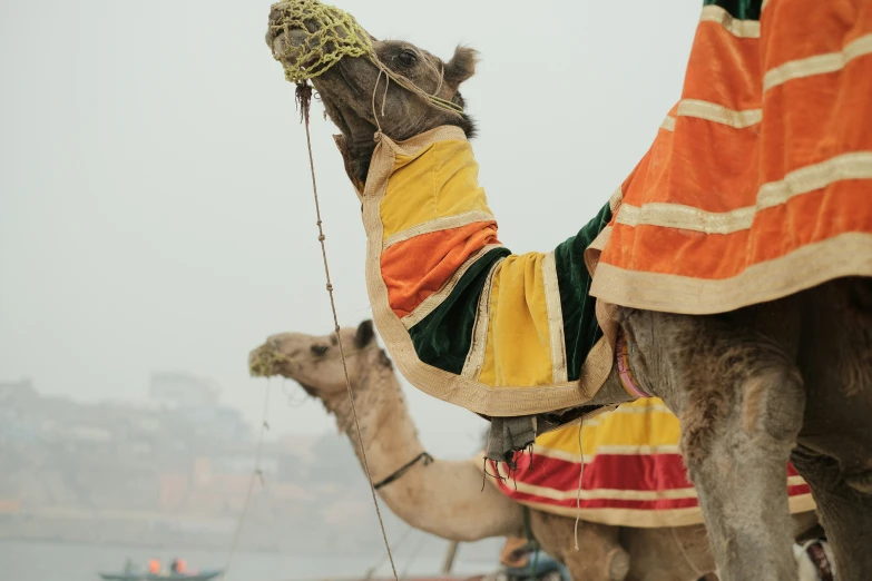 a camel with a yellow and red cape on its back