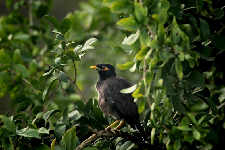 bird with yellow beak sitting on tree nch in outdoor setting