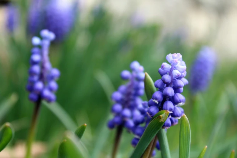 blue flowers stand out amongst the green grass