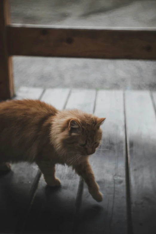 there is a cat that is walking down the sidewalk