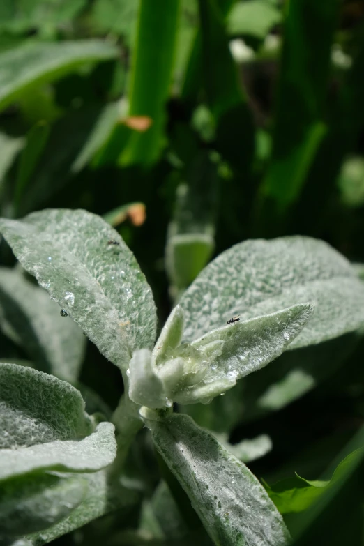 a small bug crawling on top of the green leaves of a plant