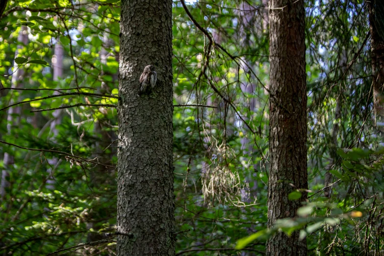 an owl is perched on a tree in the woods