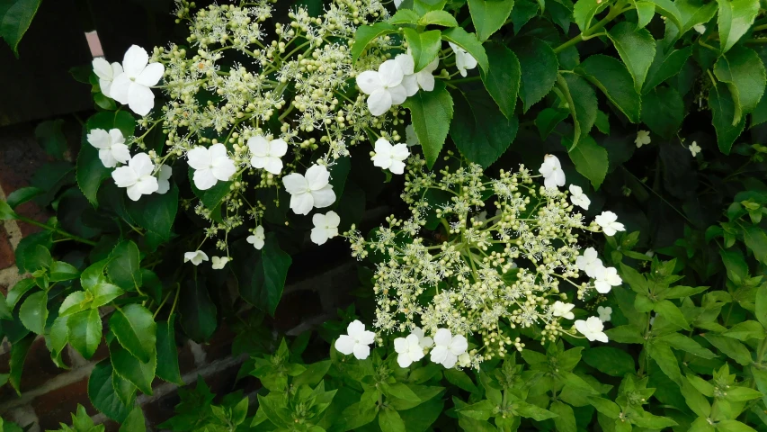 several small white flowers on trees near a building