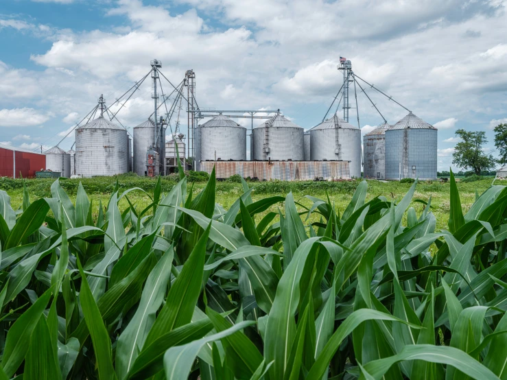 a farm that has a lot of corn