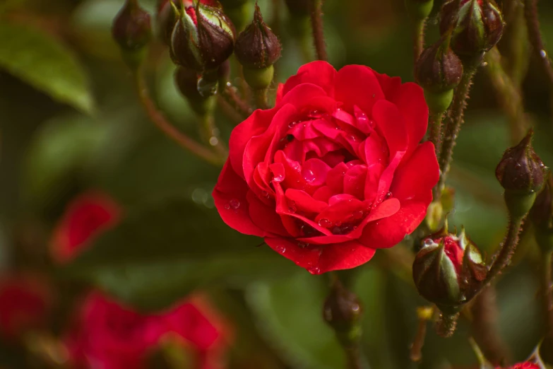 a red rose with leaves and water droplets on it