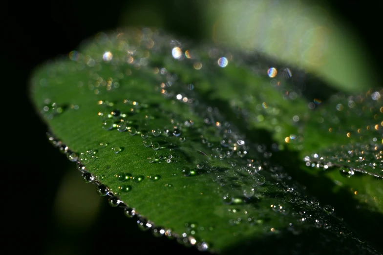 water droplets on a leaf in the dark