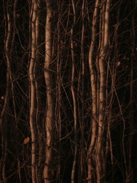 a very large number of trees in the woods