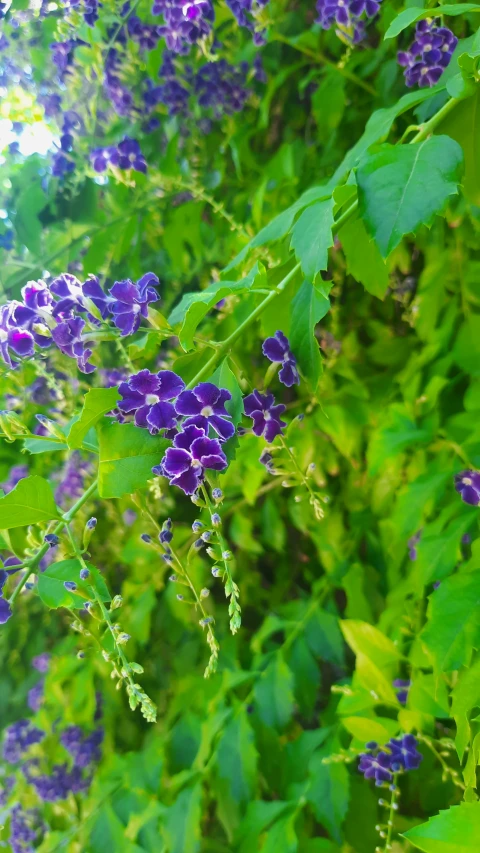 purple and green plants with leaves on them