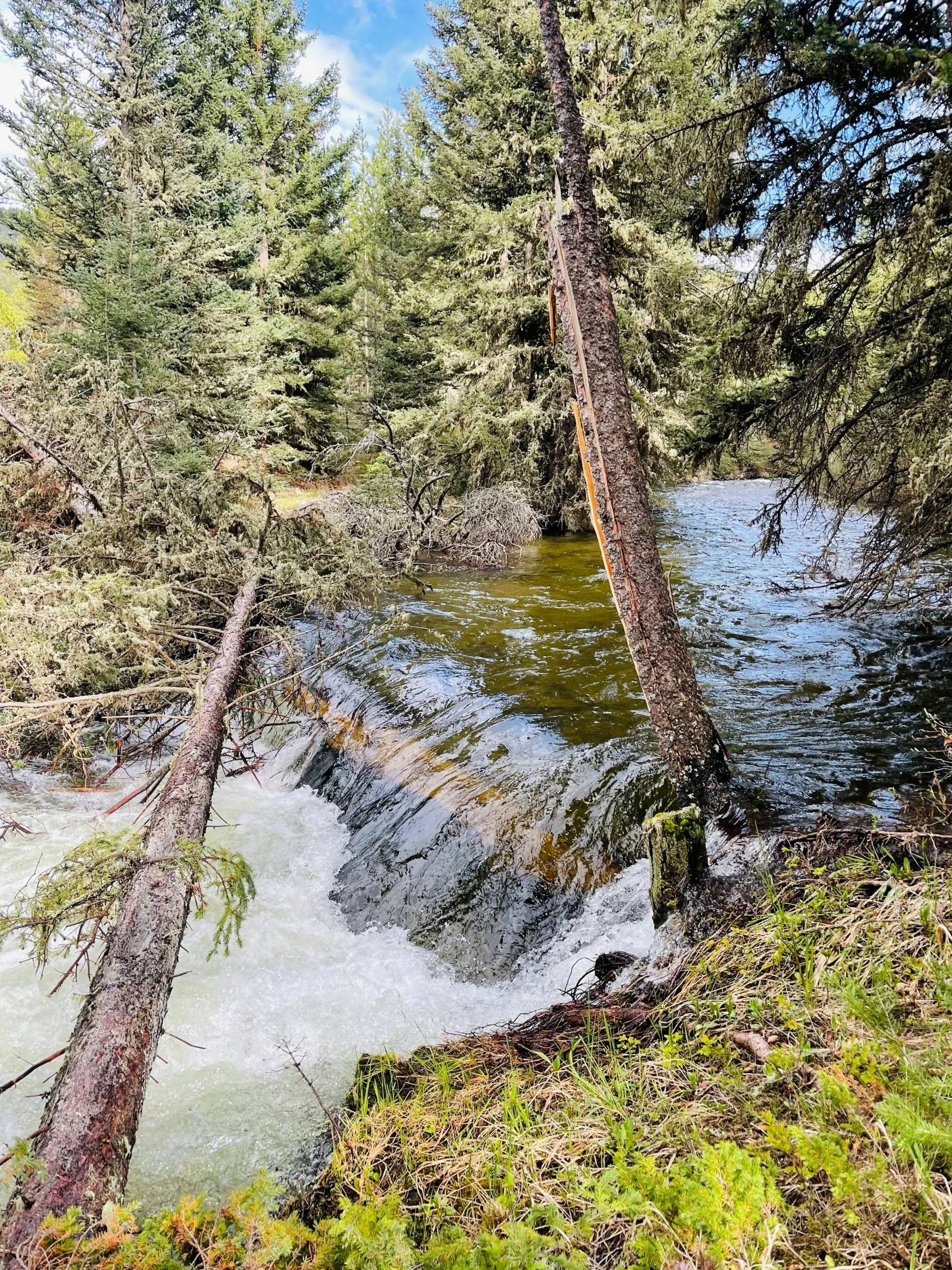 a creek in the woods next to some trees