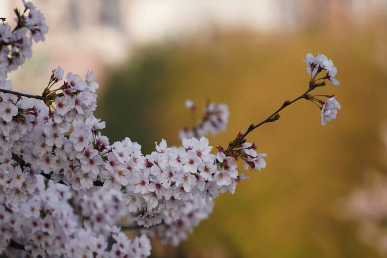 white flowers with brown centers blooming on nches