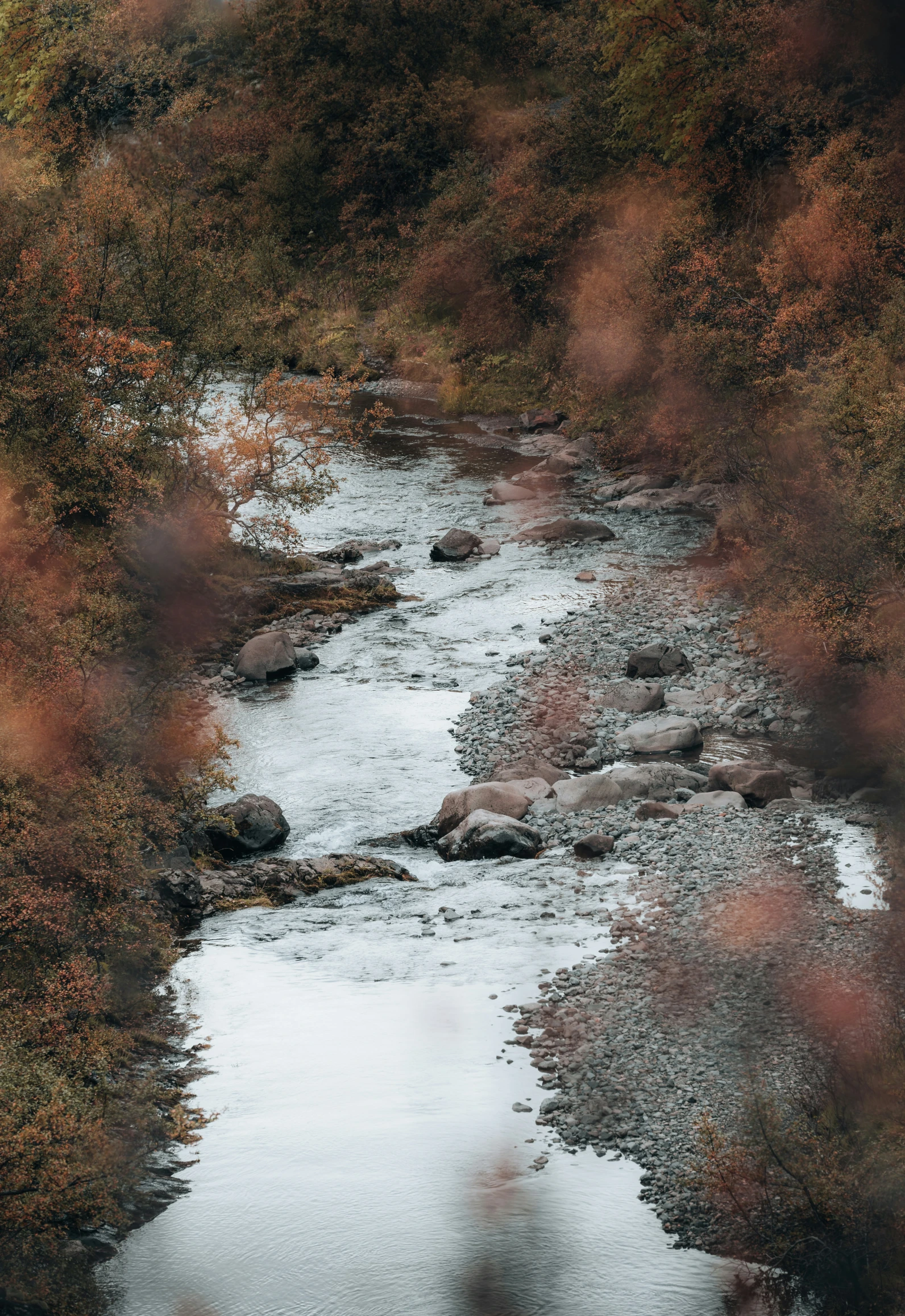 a river surrounded by trees covered in leaves