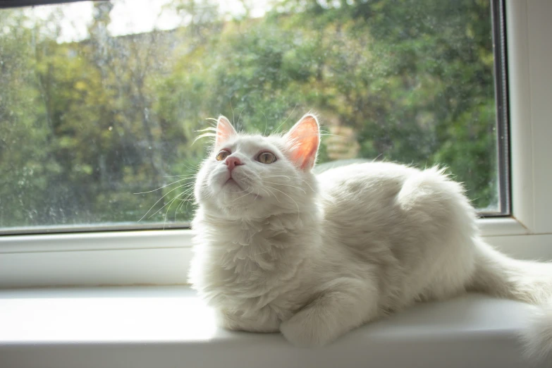 white cat sitting on windowsill looking out