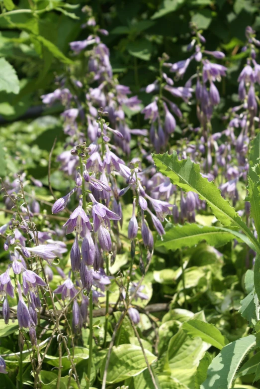 lavender flowers in a garden setting in the sunshine