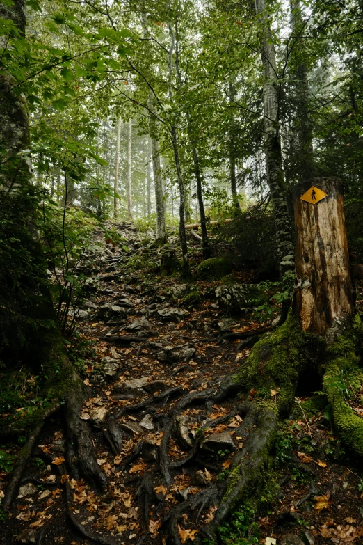 trees, rocks, and other greenery in the woods