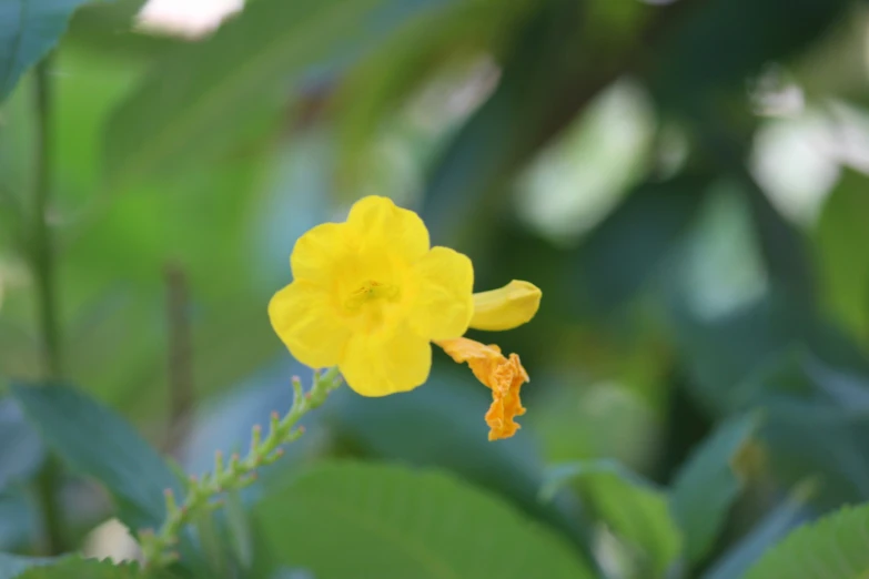 a yellow flower with a single stem with leaves