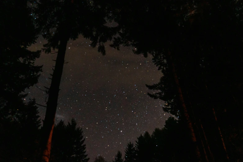 a forest filled with lots of tall pine trees at night