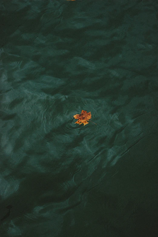 two orange and yellow leaves floating in the water