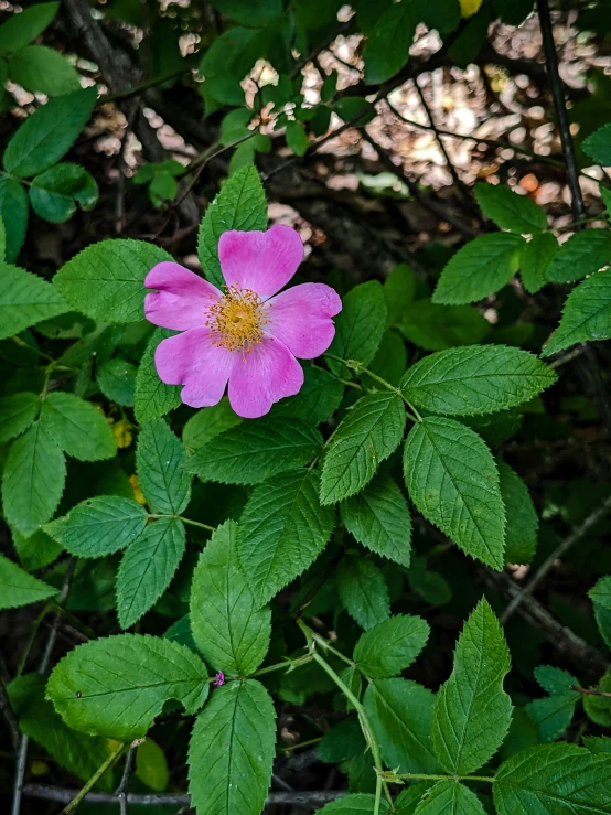 a purple flower surrounded by green leaves