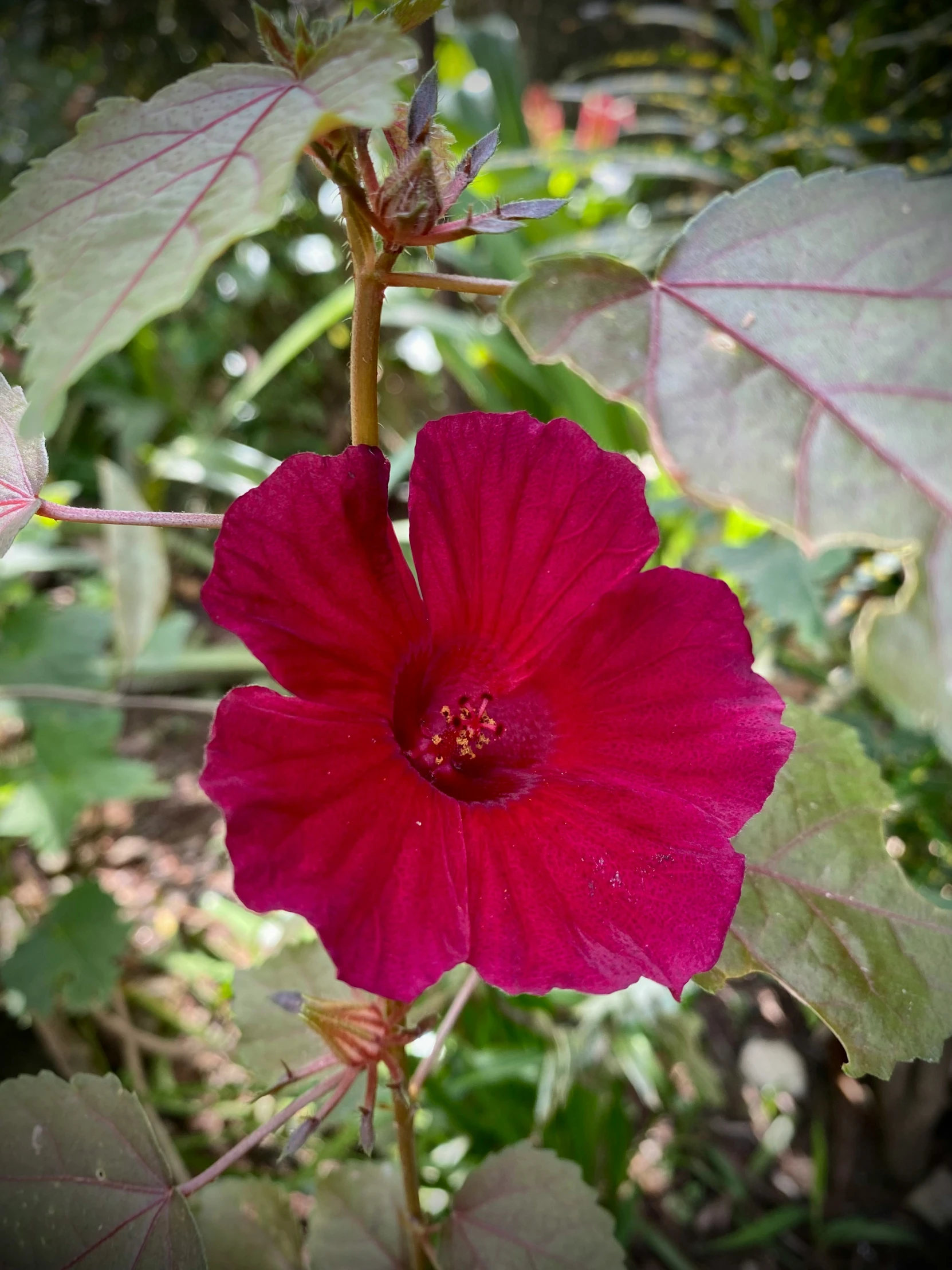 red flowers growing next to green leaves in the woods