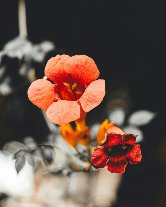 a red flower with a leaf on top