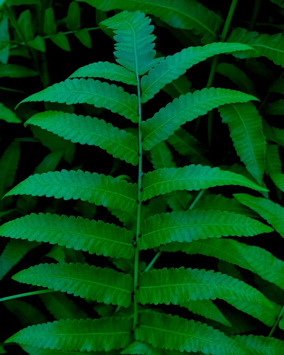 a fern that is on top of some grass