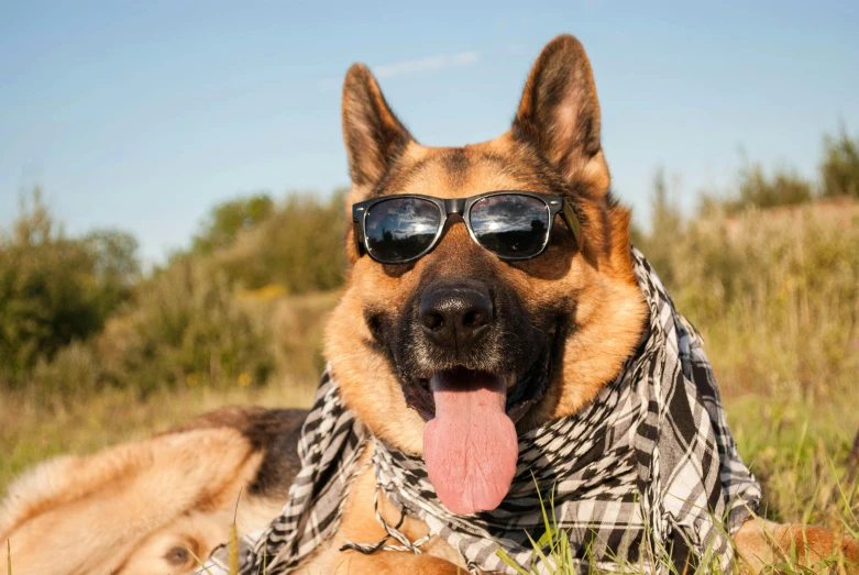 the dog is wearing a bandana and sunglasses on its head