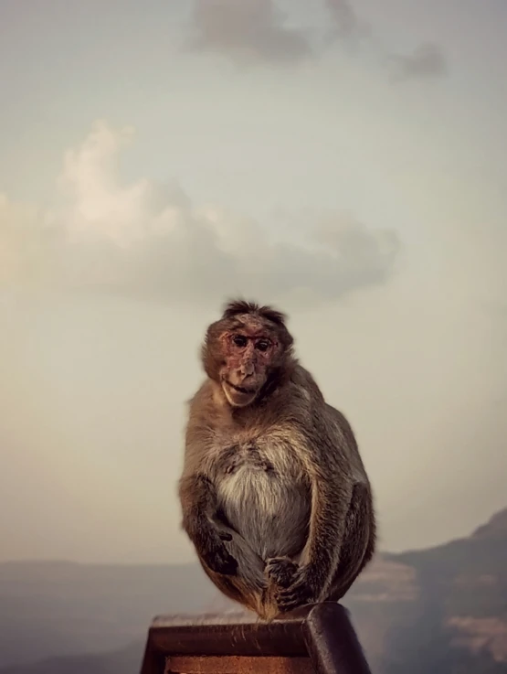 a close up of a small monkey on top of a fence